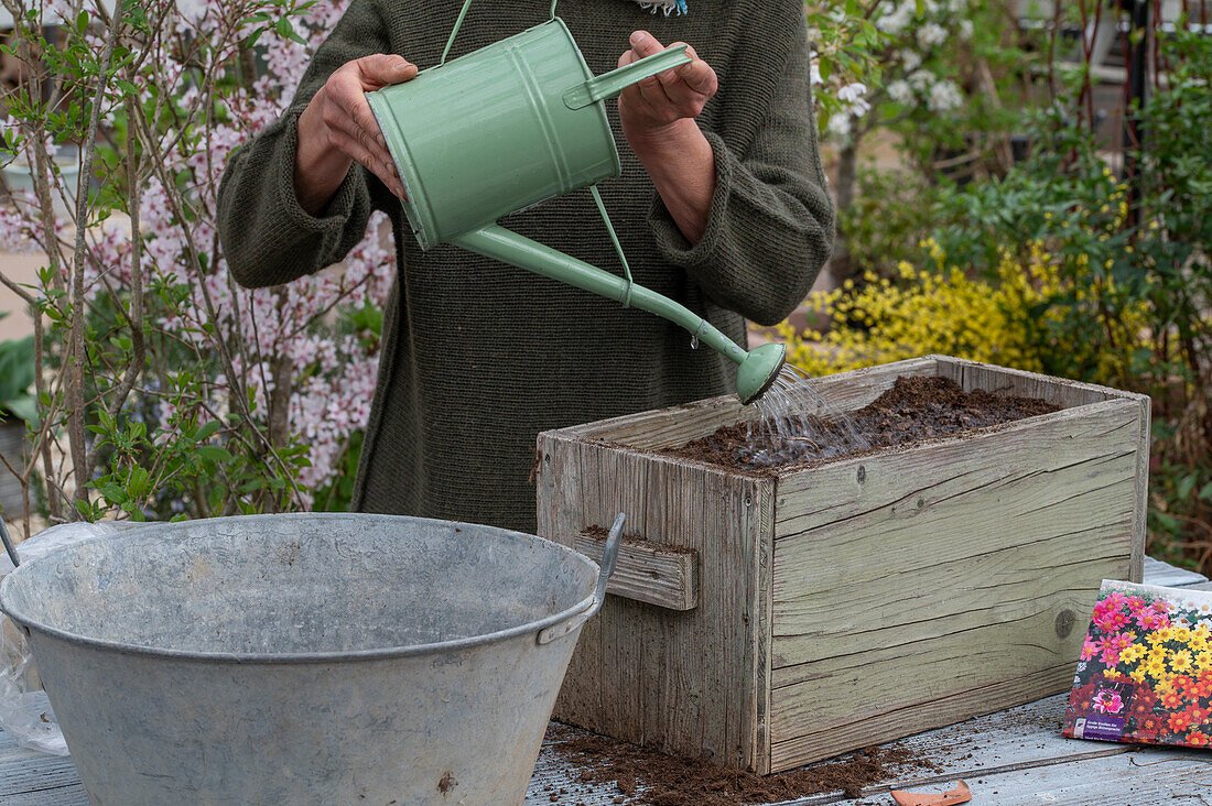 Planting insect-friendly dahlia mix (Dahlia) in a wooden box, sow, water the fully planted box