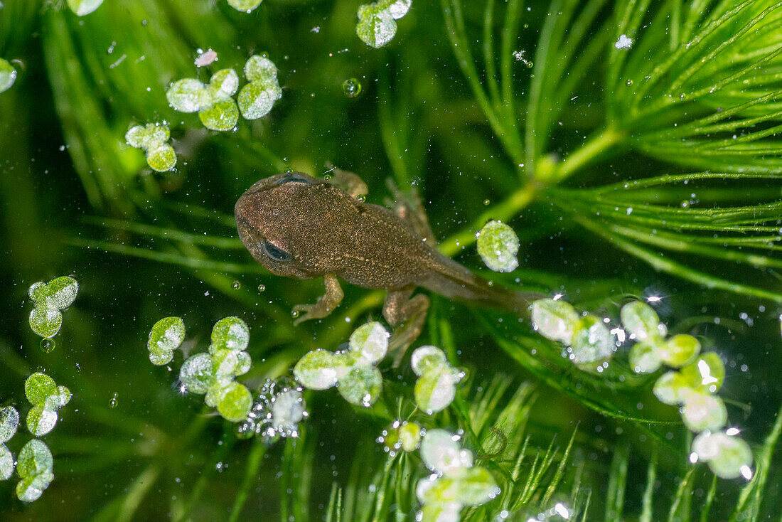 Froglet in water
