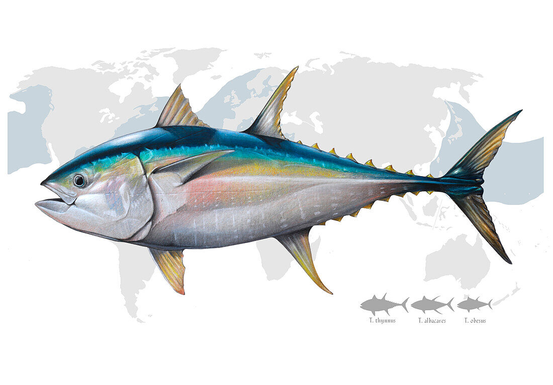 Atlantic bluefin tuna, illustration