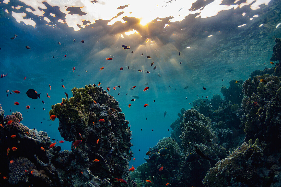 Fish swimming amongst coral reef