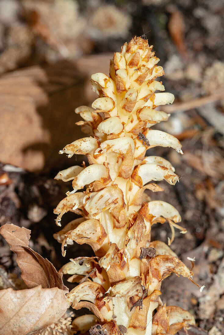 Squawroot (Xylocopa virginica)