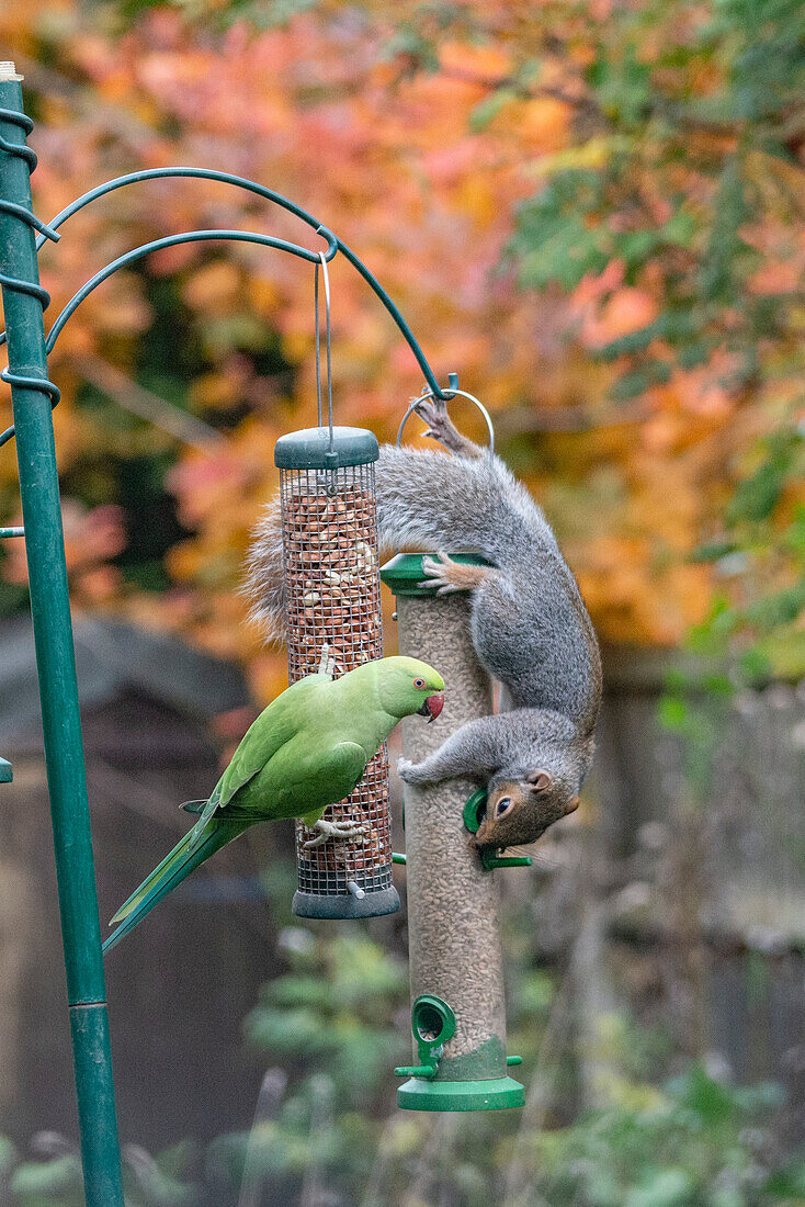 Grey squirrel and rose-ringed parakeet on bird feeders
