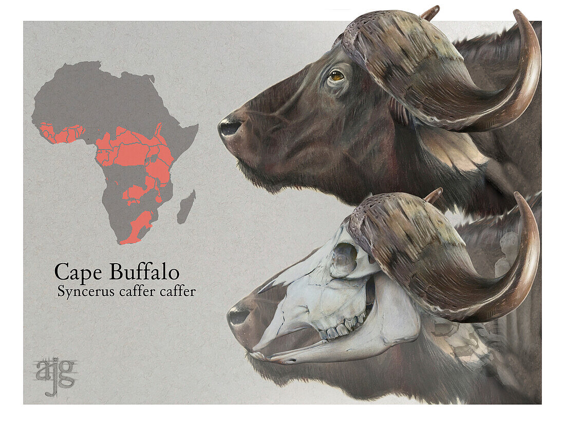 Cape buffalo head, illustration