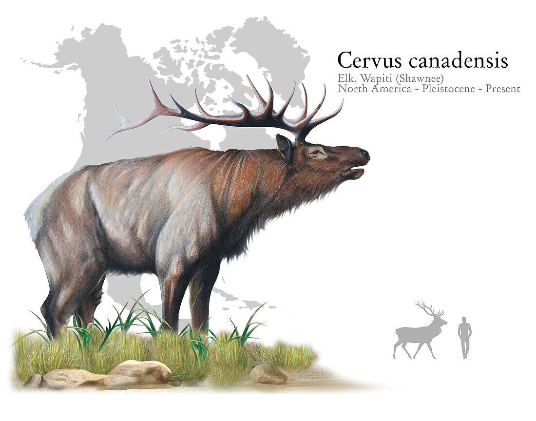 Elk, illustration
