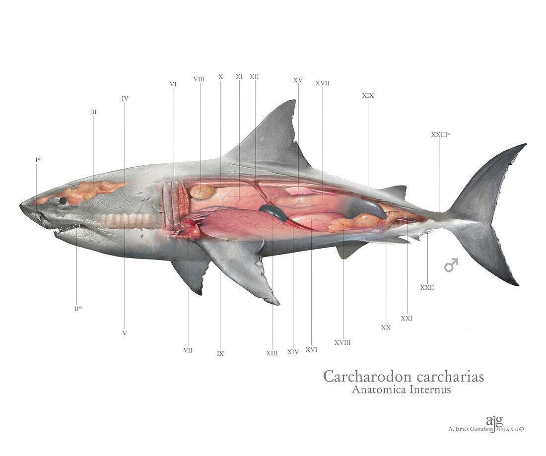 Great white shark anatomy, illustration