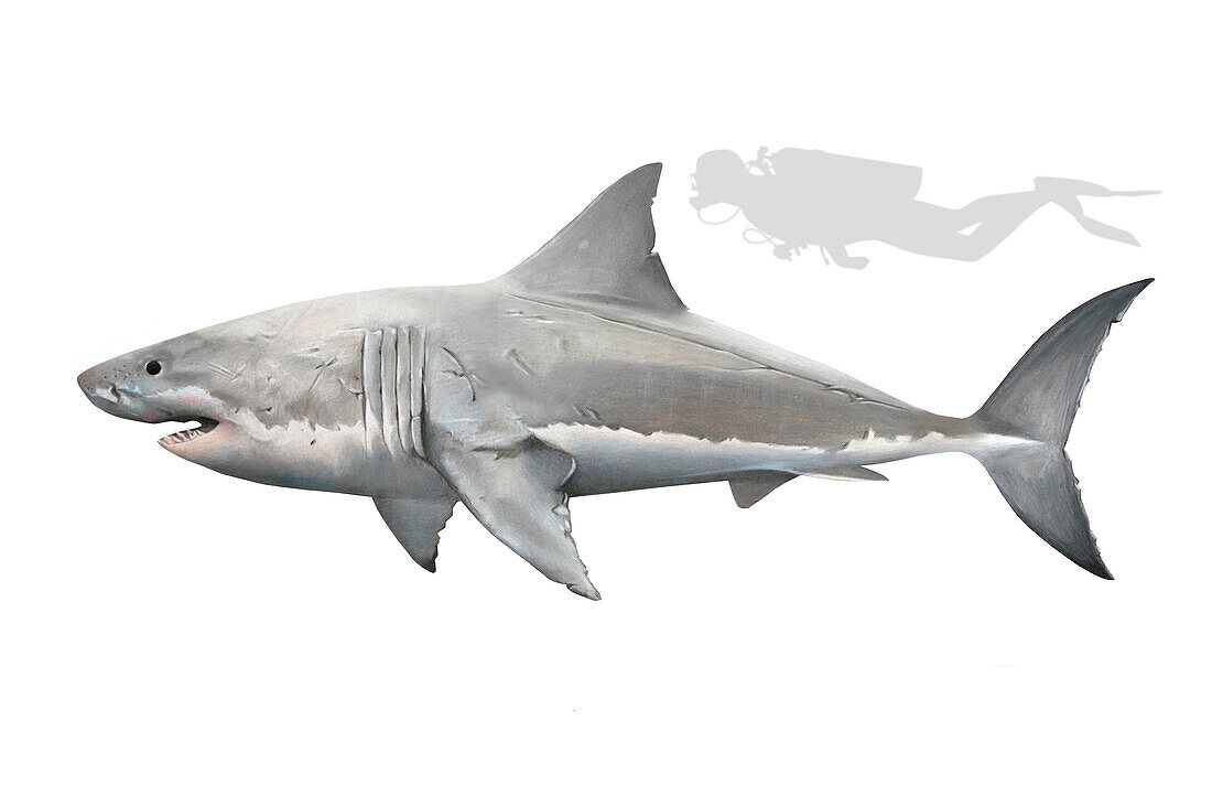 Great white shark, illustration