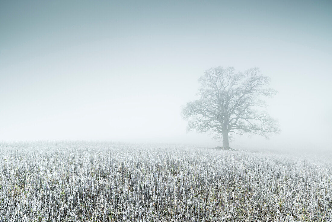 Oak tree (Quercus robur) in fog on frosty morning