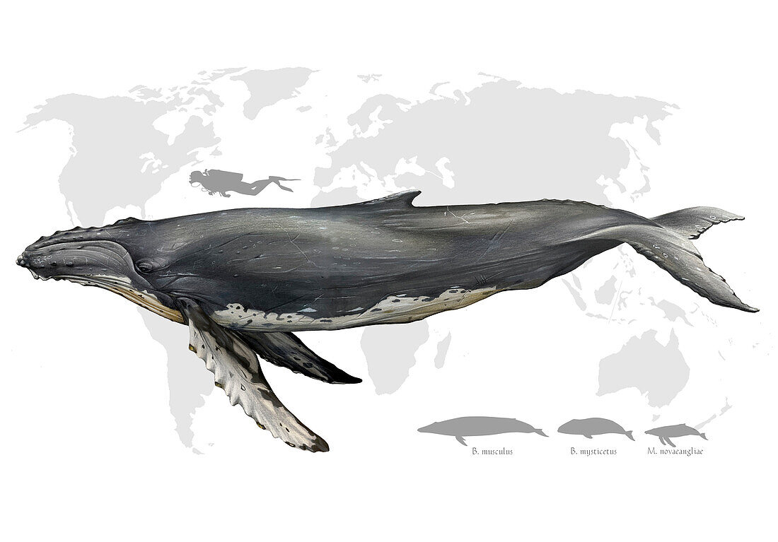 Humpback whale, illustration