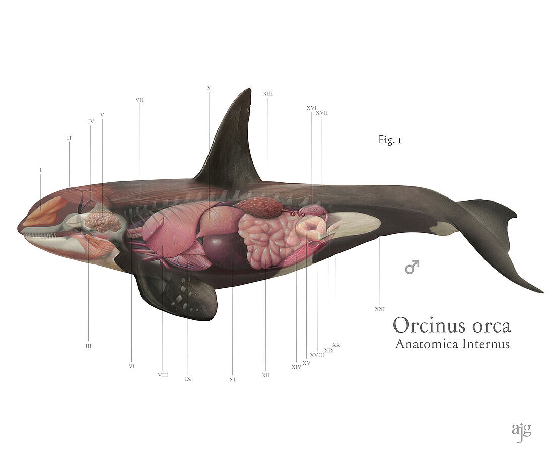 Orca anatomy, illustration