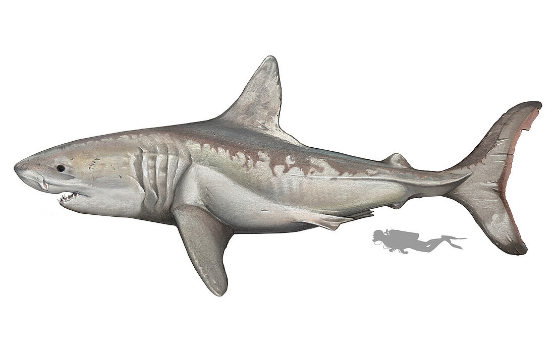 Prehistoric megatoothed shark, illustration