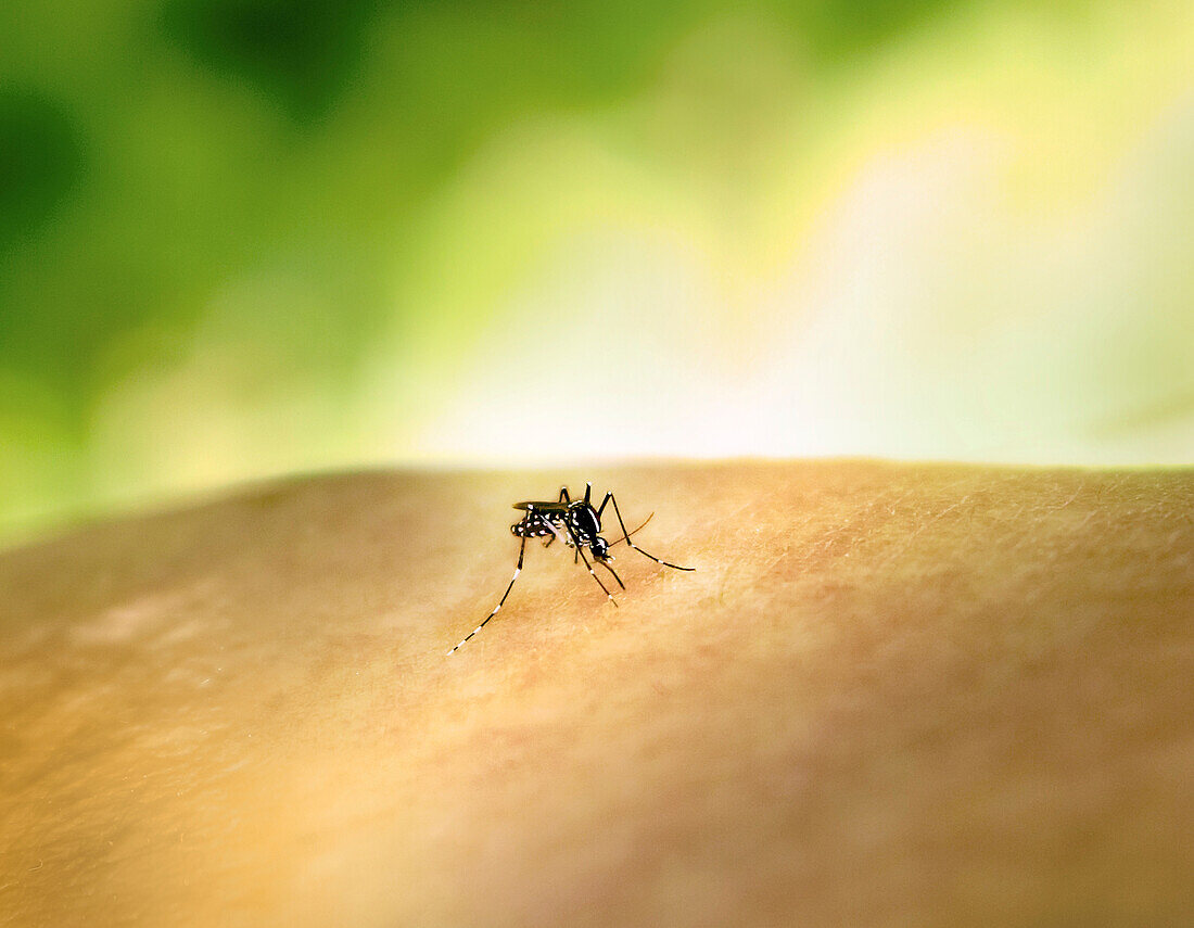 Aedes mosquito feeding