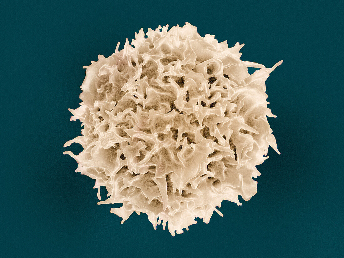 T lymphocyte, SEM