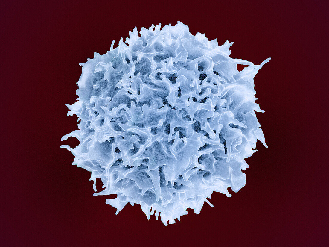 T lymphocyte, SEM