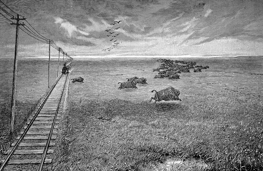 North American prairie, illustration