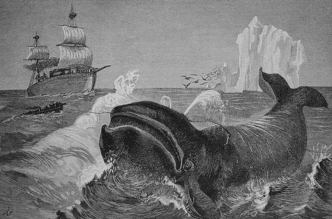Whale hunting in the northern Arctic Ocean, illustration