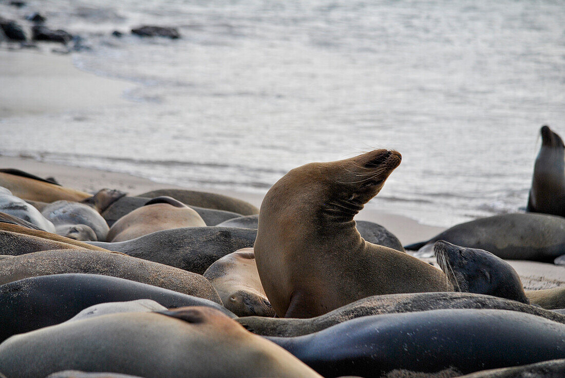 Galapagos sea lions on resting on beach