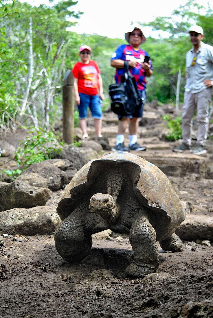 Galapagos giant tortoise