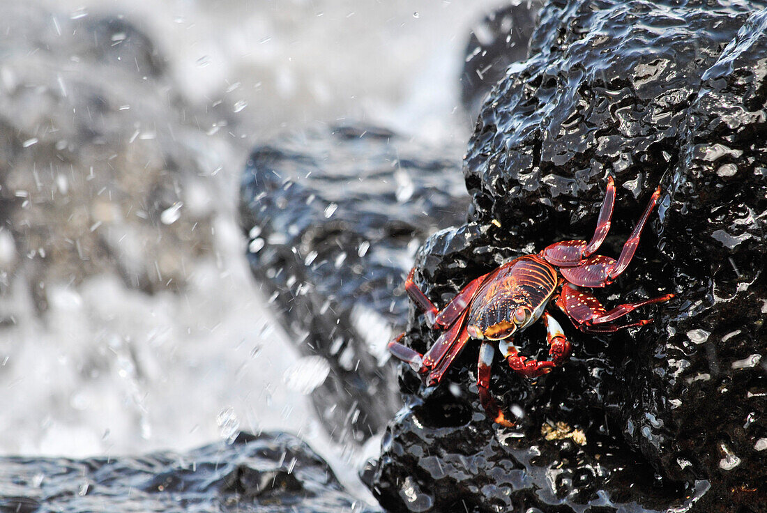 Sally lightfoot crab near splashing water