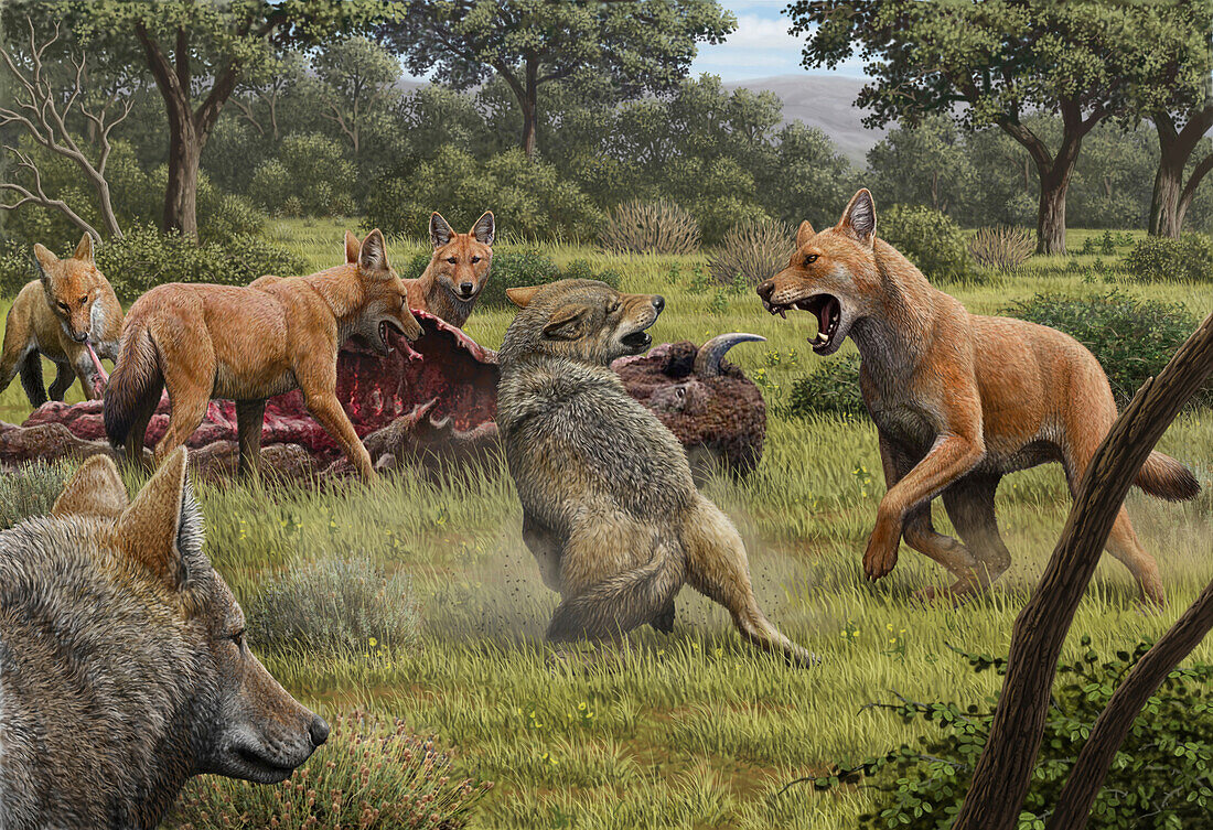 Dire wolves defending prey, illustration