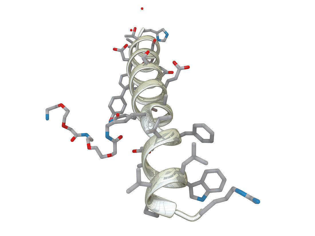 Antidiabetic drug semaglutide molecular structure, illustration