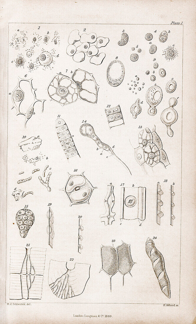 Plant cells, 19th century illustration