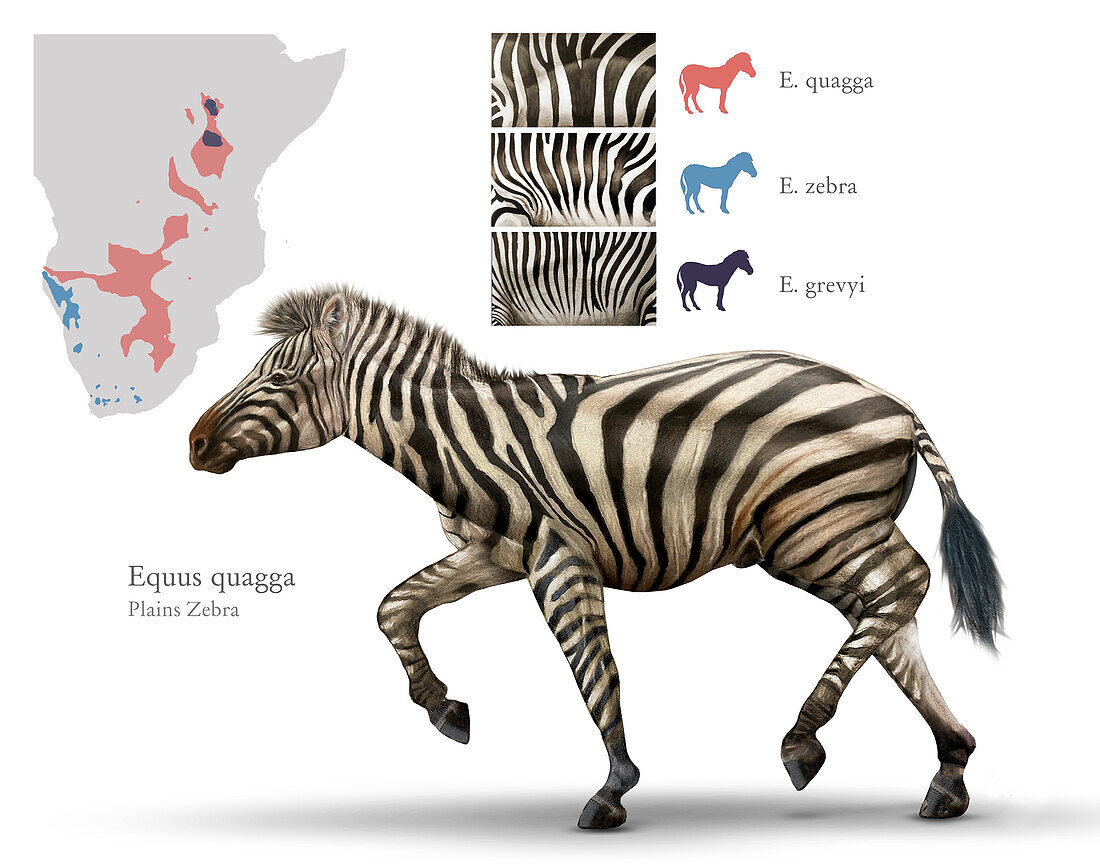 Zebra, illustration