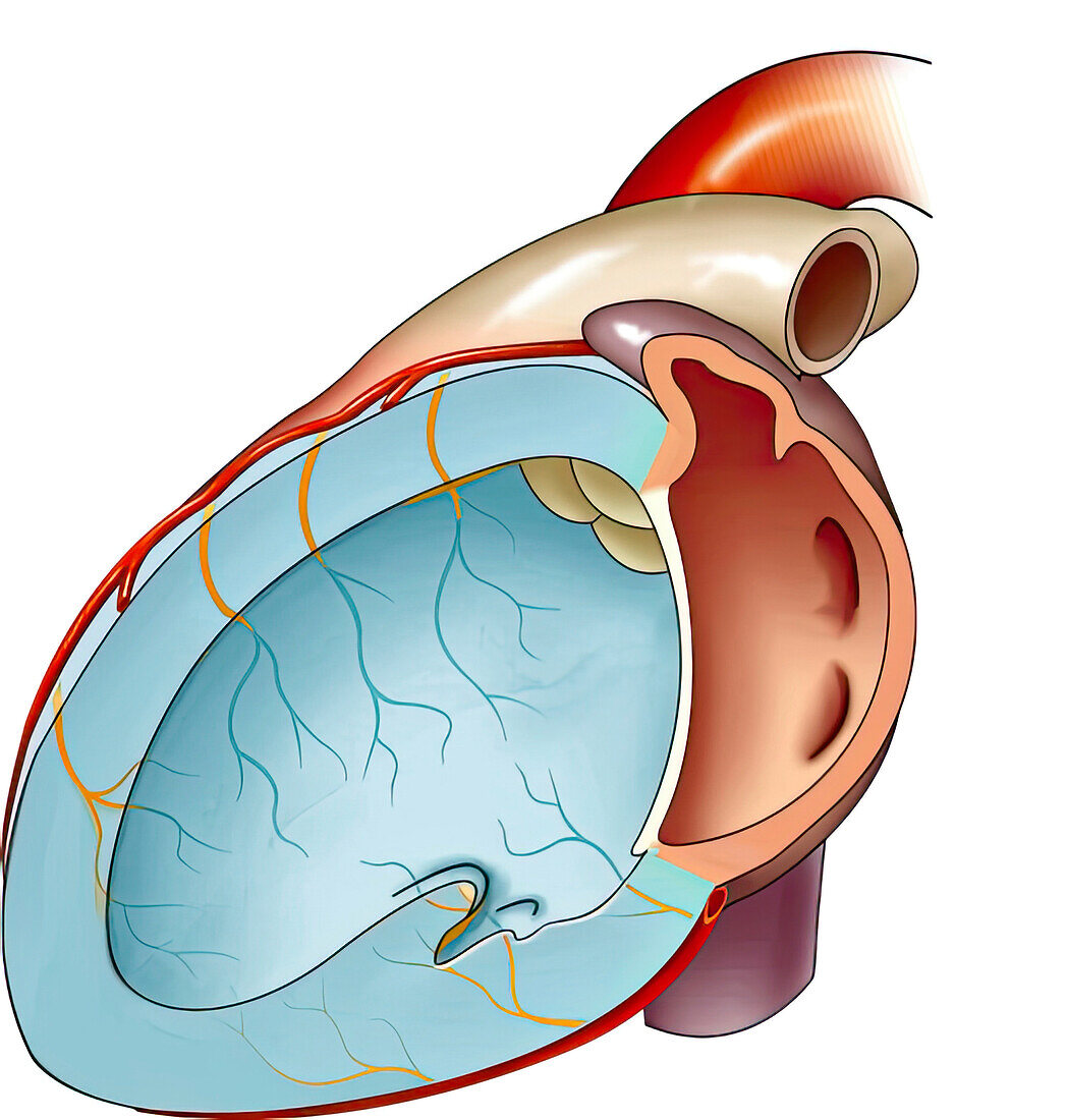 Blood supply to interventricular septum, illustration