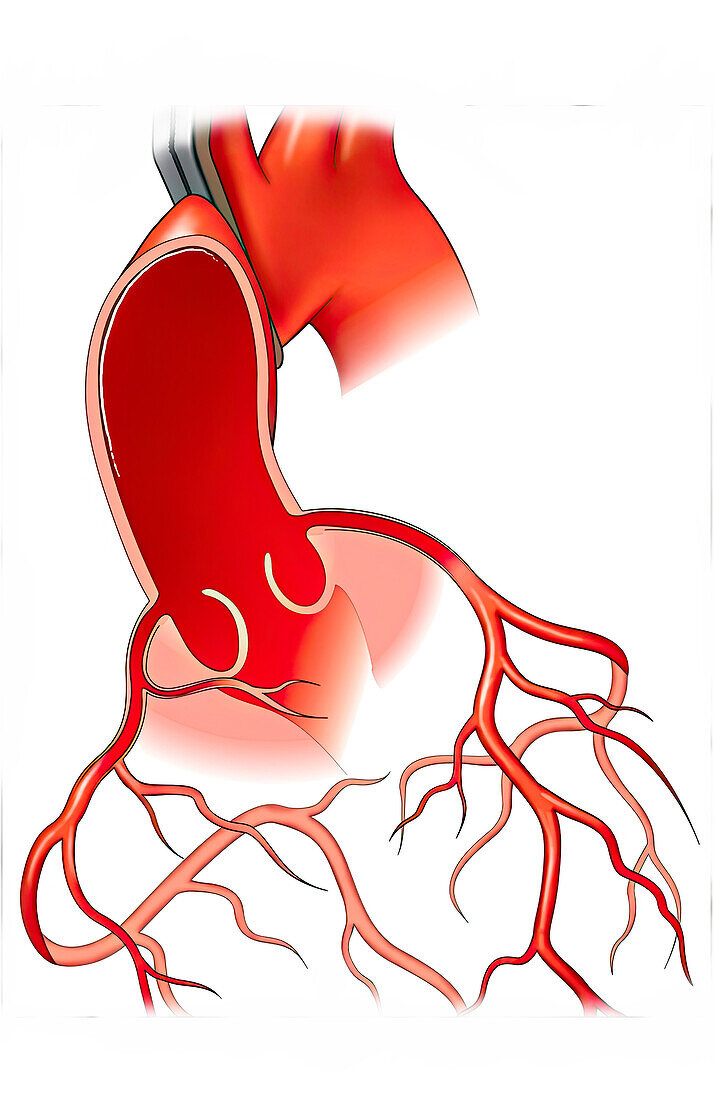 Heart anatomy with ribs, illustration