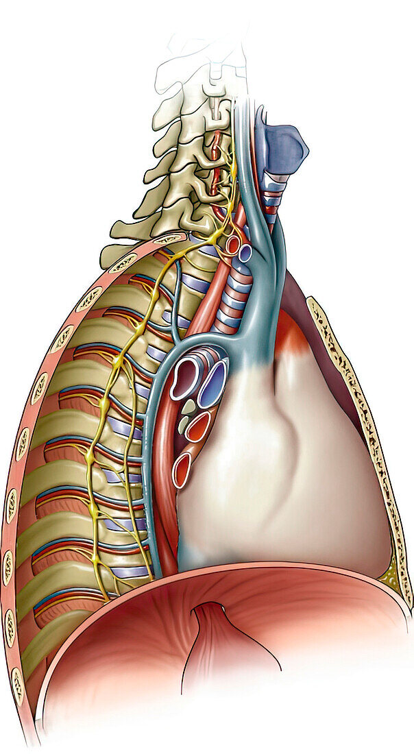 Mediastinum anatomy, illustration
