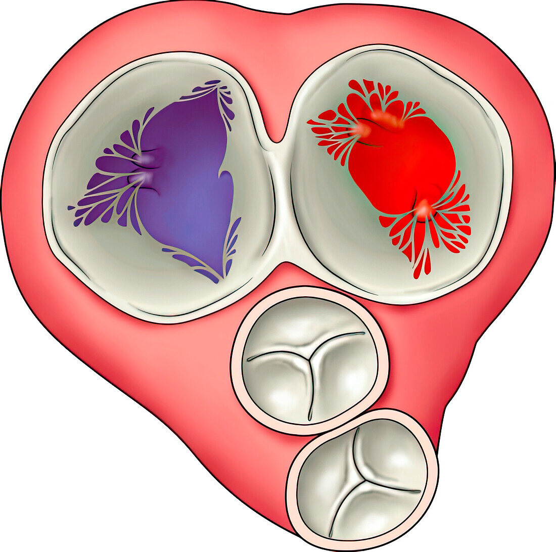Heart valves, illustration