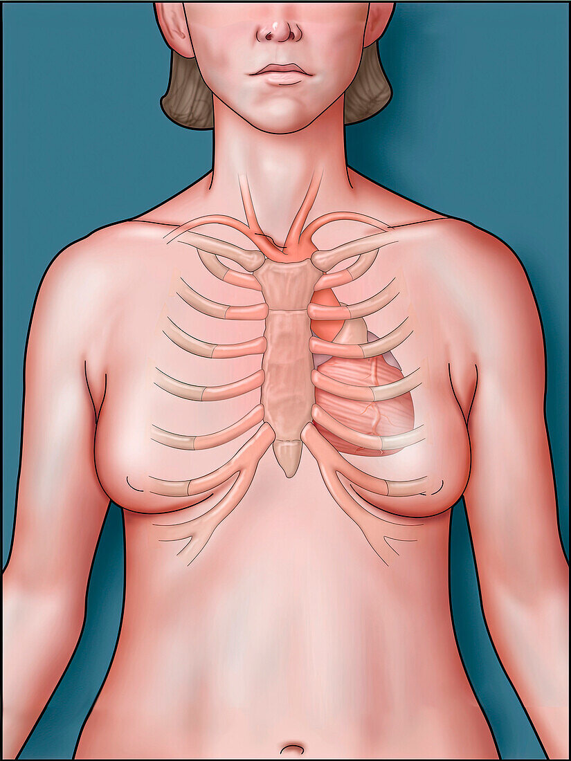 Heart anatomy with ribs, illustration