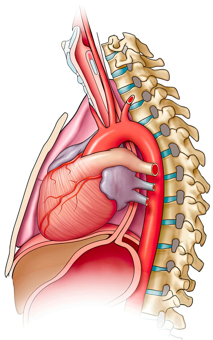 Thoracic anatomy from the left, illustration