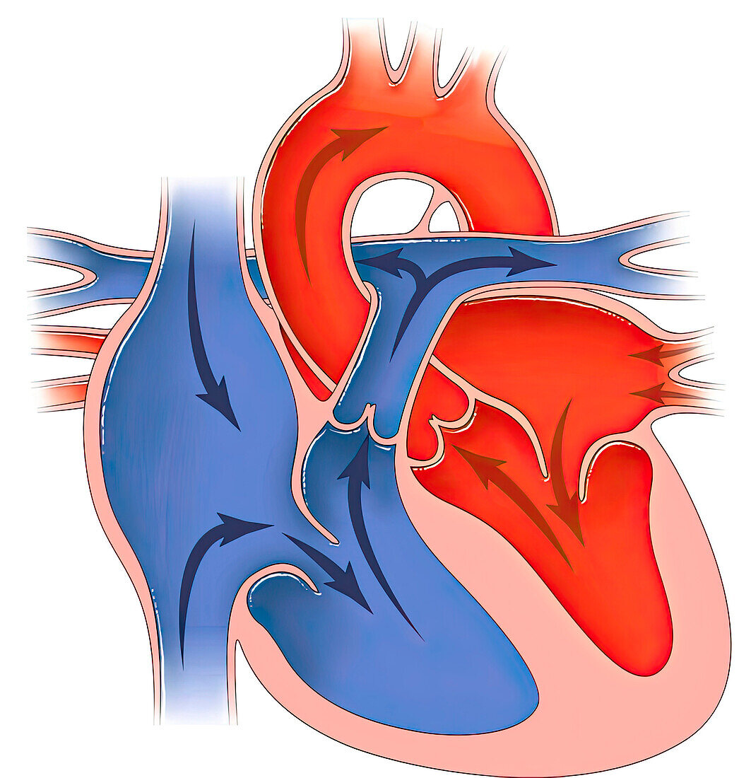 Heart in diastole, illustration