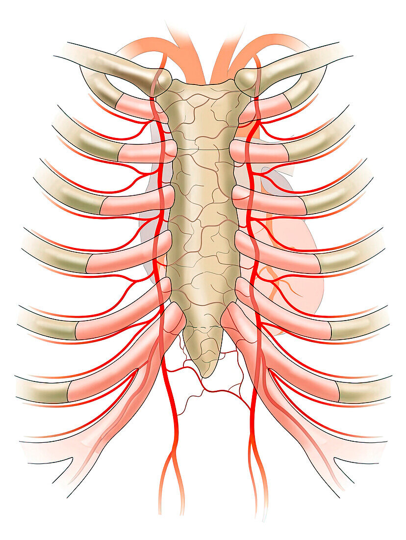 Ribcage and heart anatomy, illustration