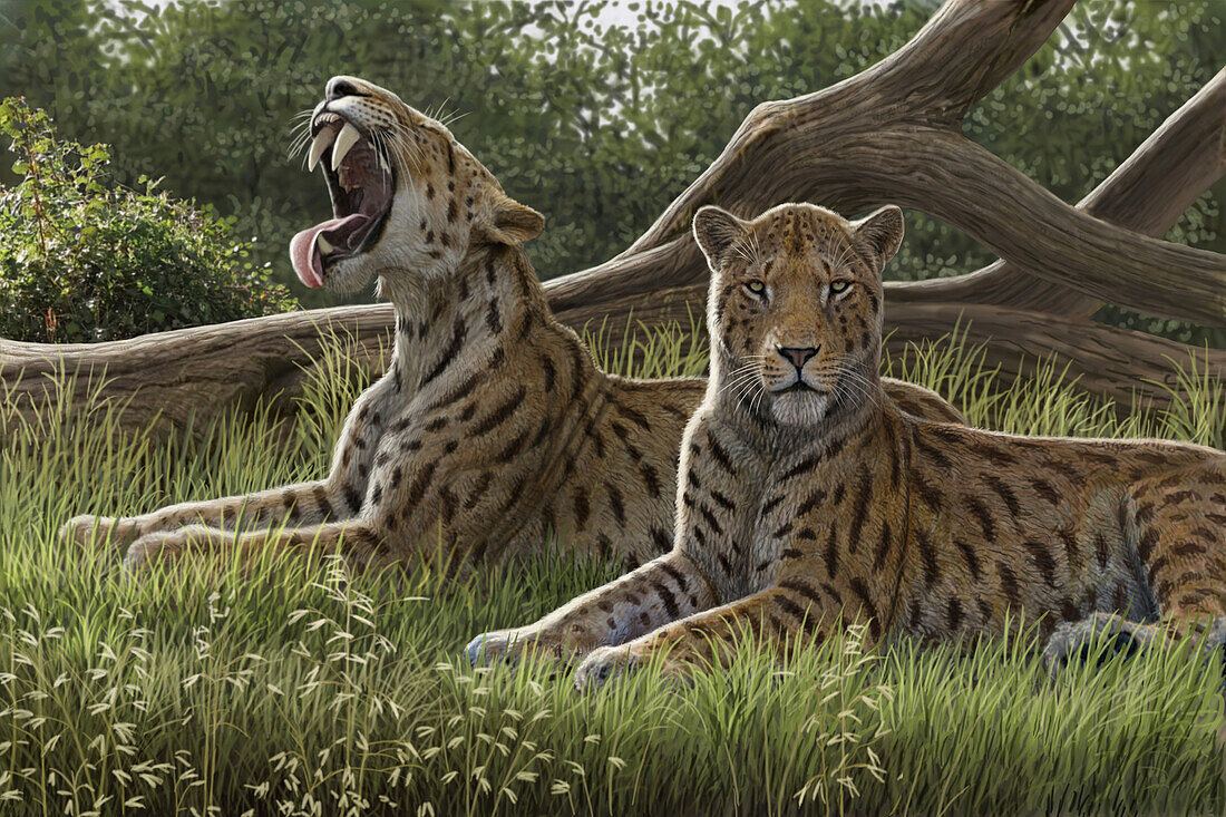 Machairodus sabre-toothed cats, illustration