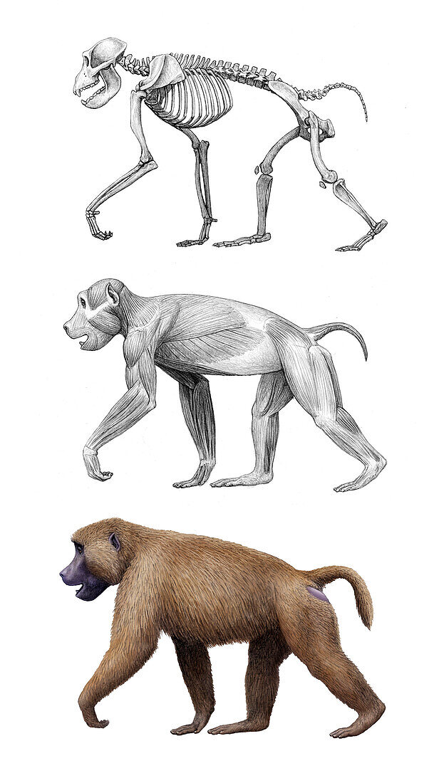 Theropithecus old world monkey anatomy, illustration