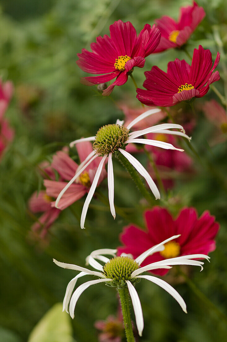 Coneflower 'Hula Dancer' and cosmos flowers