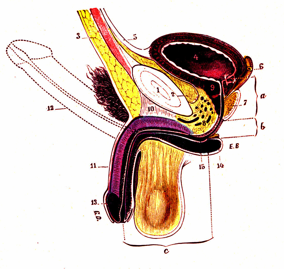 Male urinary anatomy, illustration