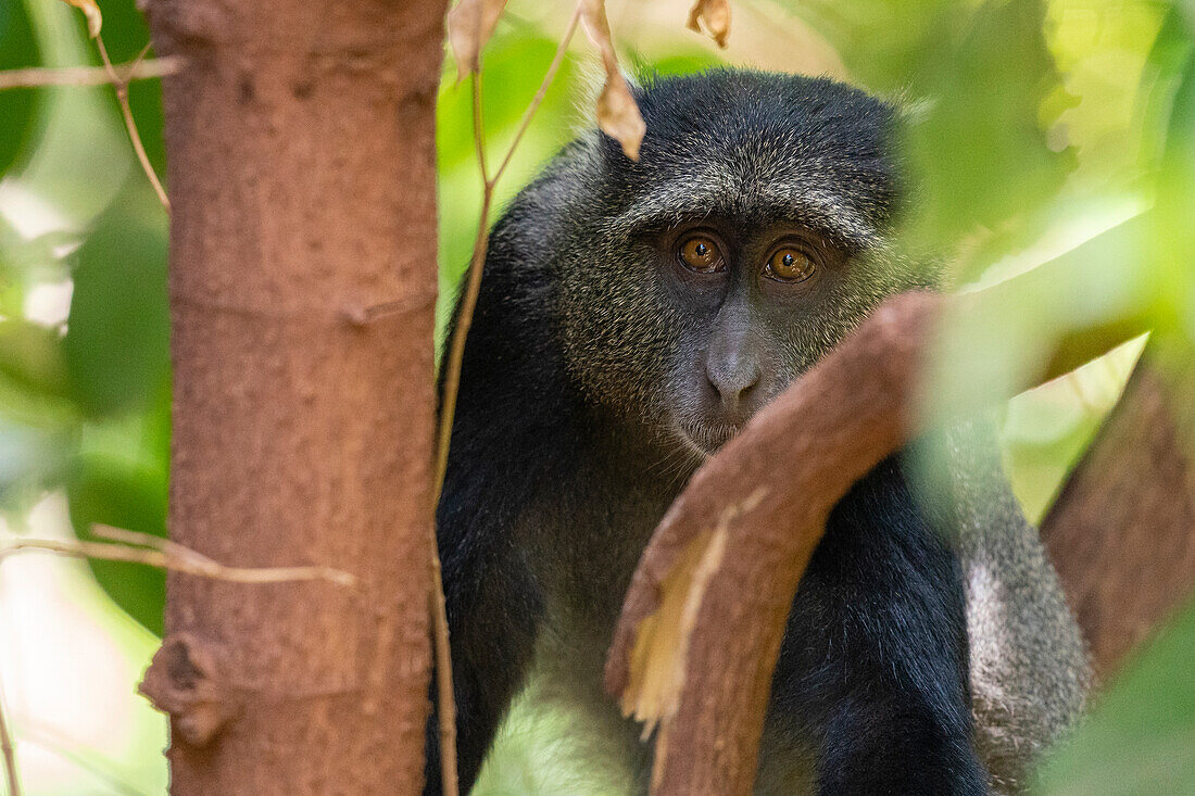 Blue monkey watching from tree