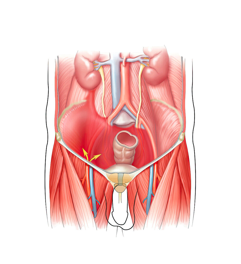 Retroperitoneal anatomy, illustration