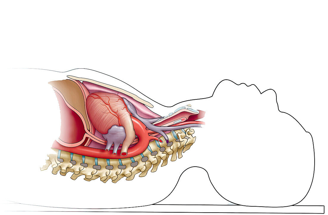 Anatomy in supine position, illustration