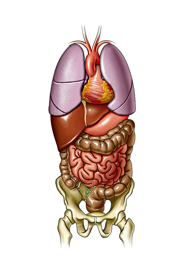 Anatomy of the trunk, illustration