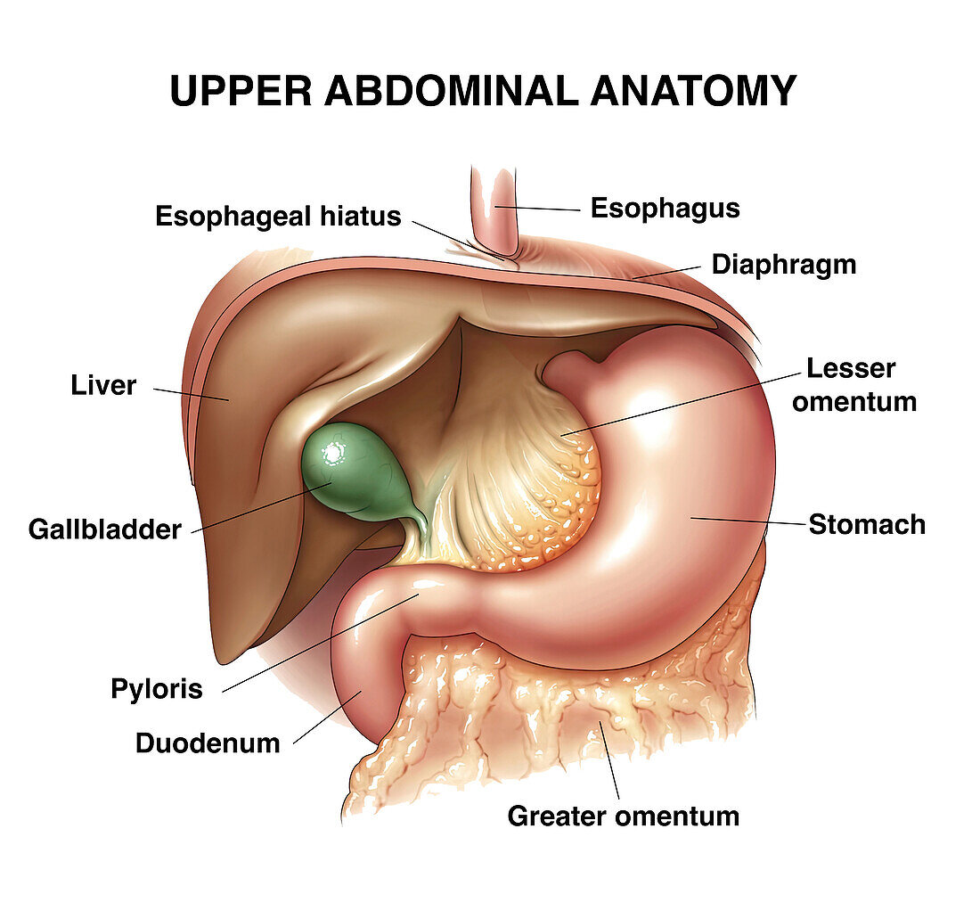 Upper abdominal anatomy, illustration