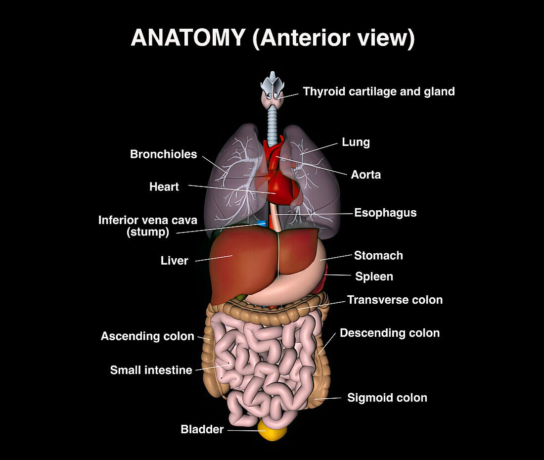 Anatomy, anterior, illustration