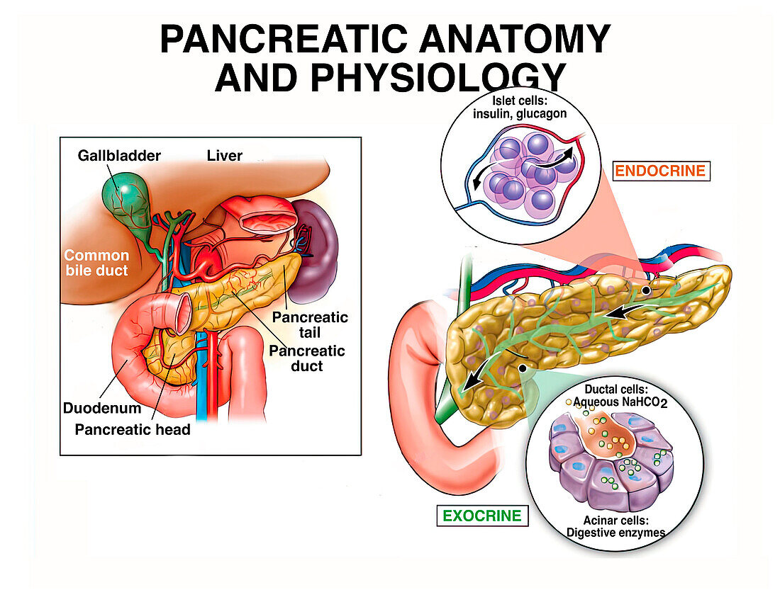 Pancreatic anatomy and physiology, illustration
