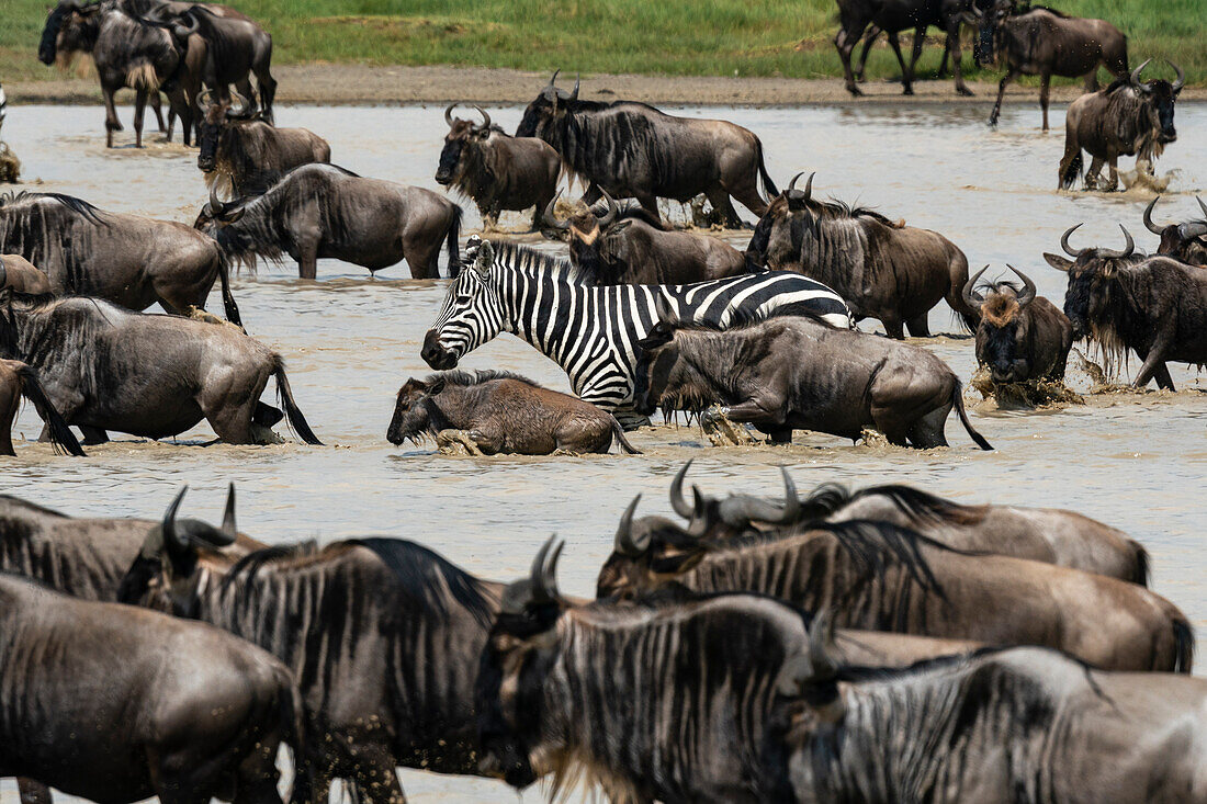 Plains zebras and blue wildebeest at waterhole