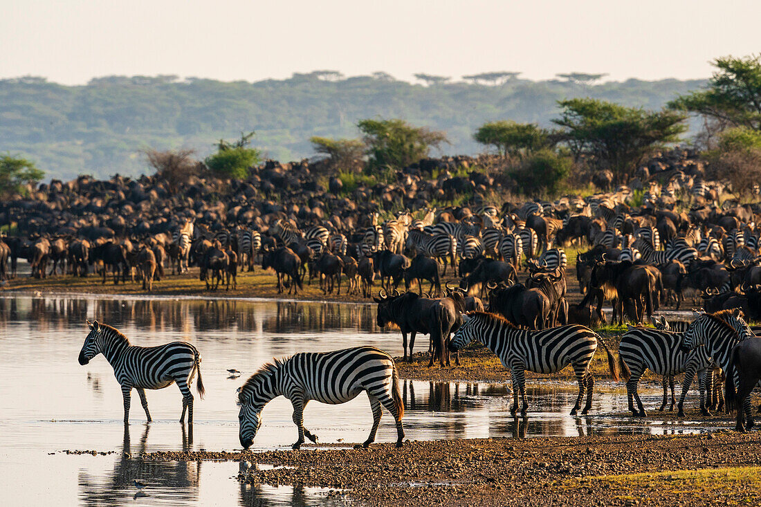 Plains zebras and blue wildebeest at waterhole