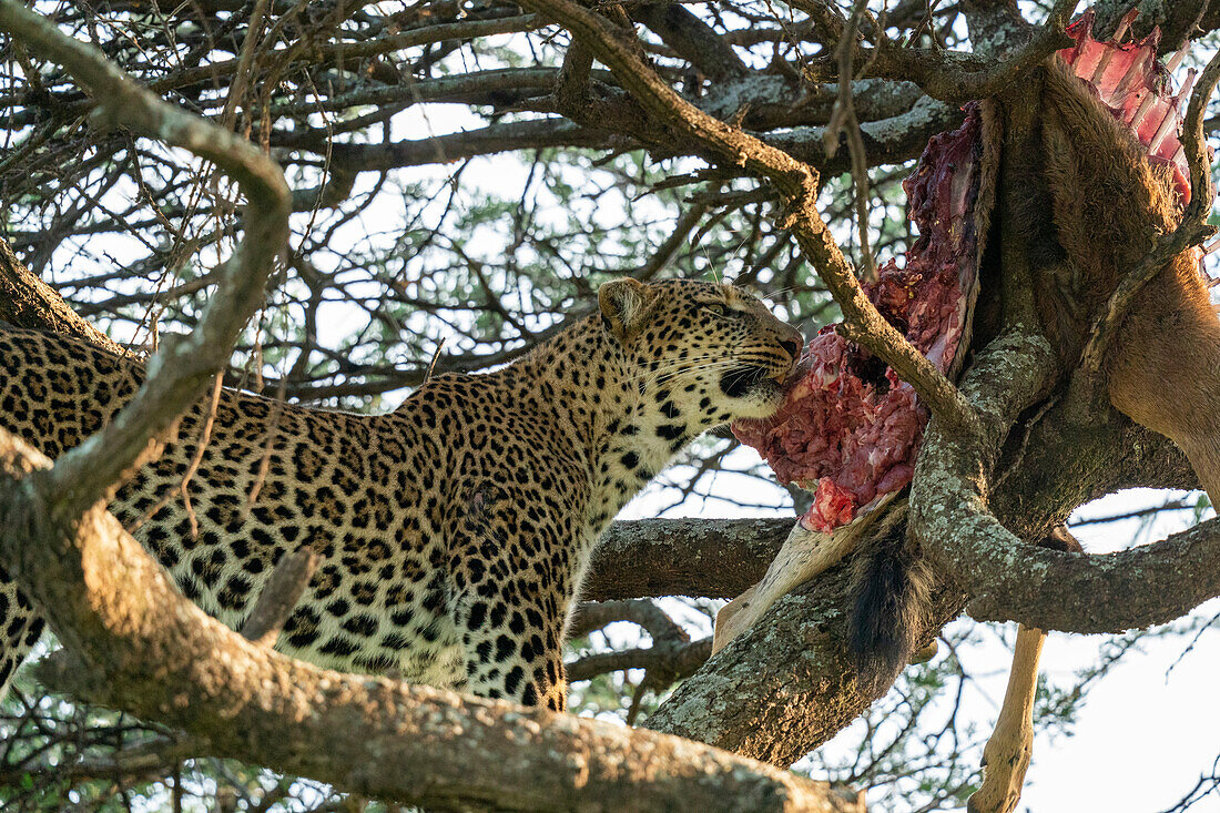 African leopard feeding on prey in tree