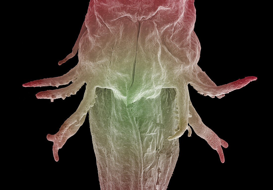 External gills of newt larvae, SEM