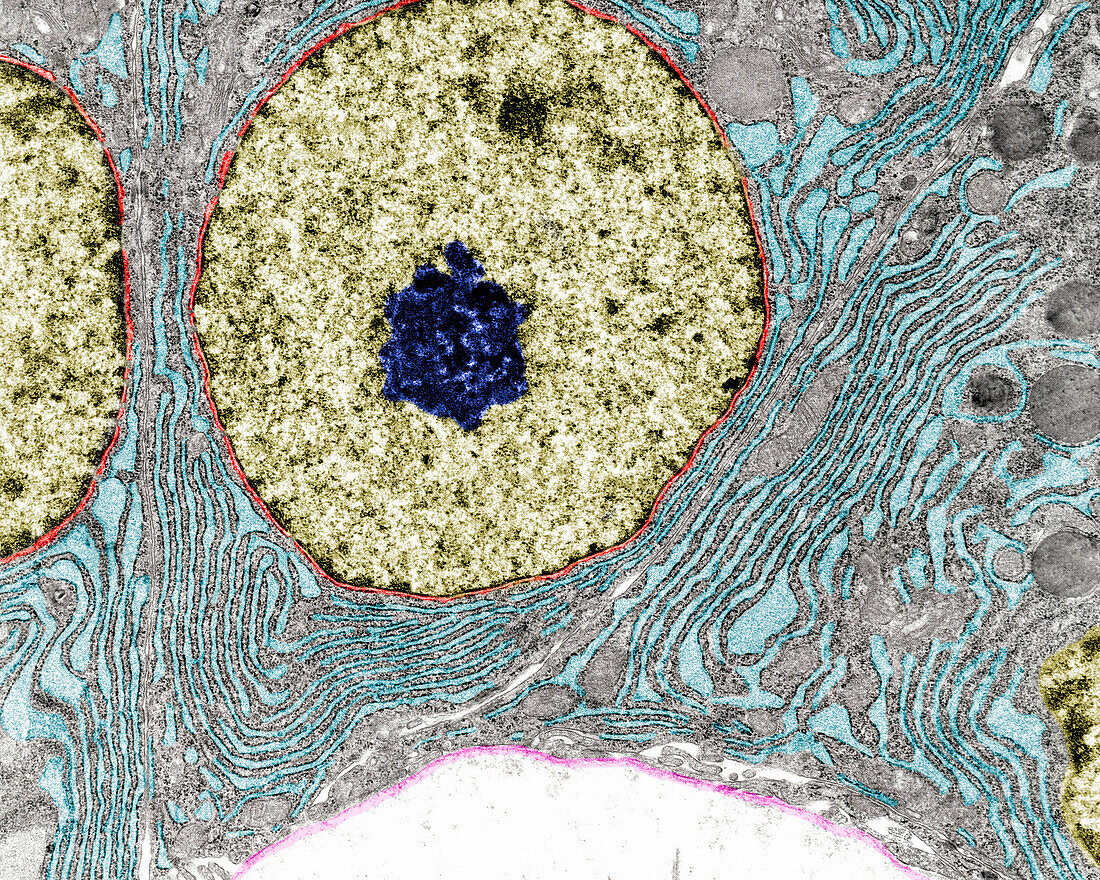 Protein-secreting cell, TEM